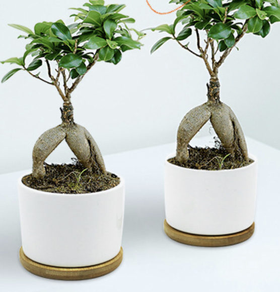 Sublimation Ceramic Flower Pot